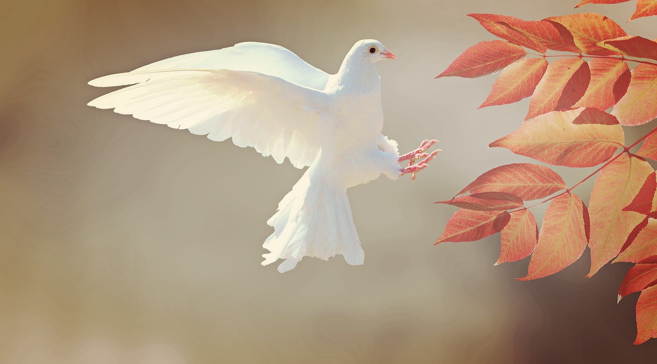 Pombo branco criando o melhor cenário para casa