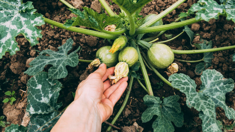 Estufa para cultivo de tomates
