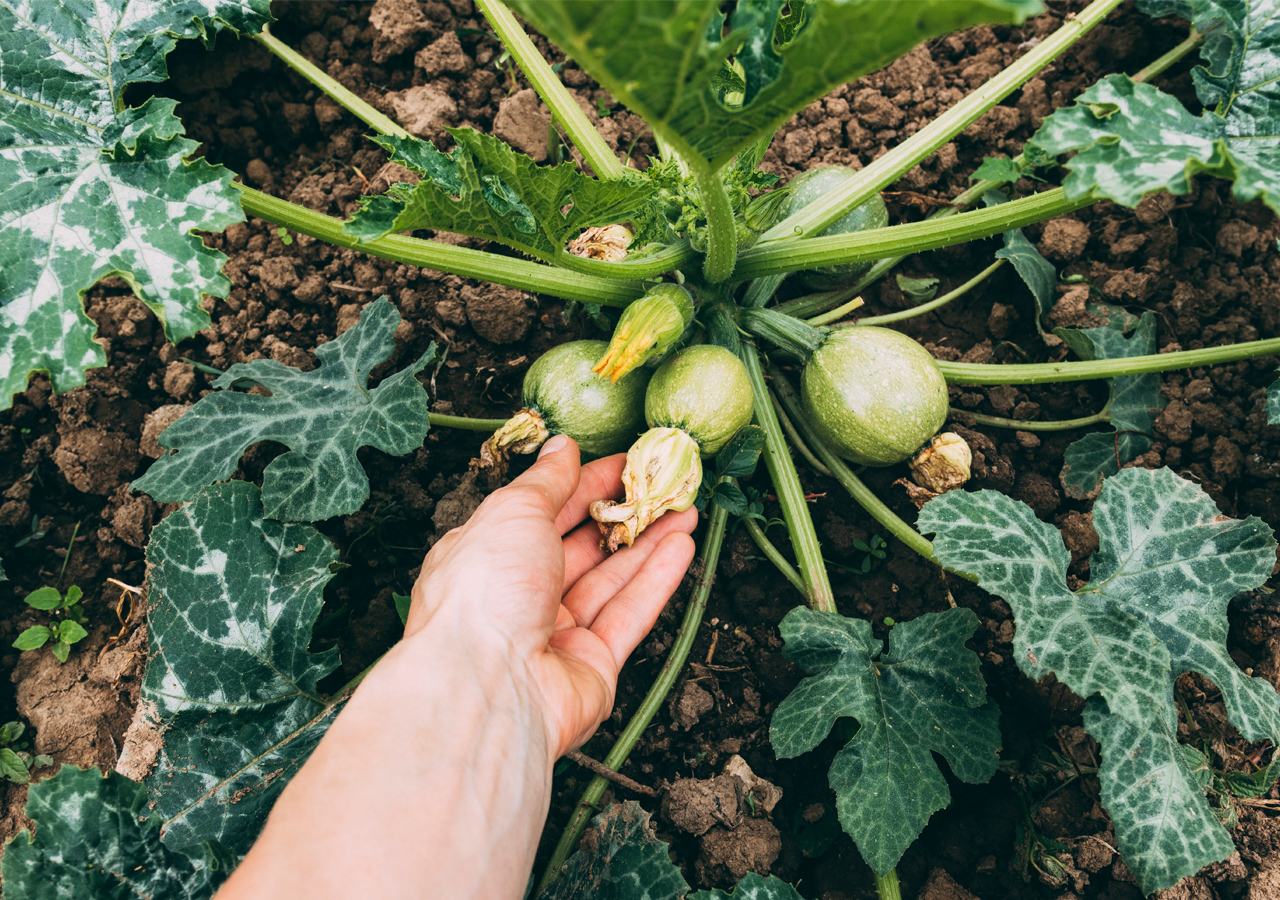 Estufa para cultivo de tomates