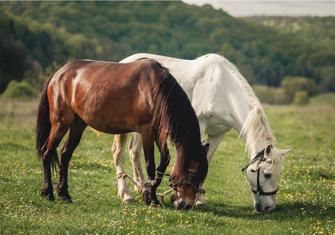 Criar cavalos é mais fácil, mas caro