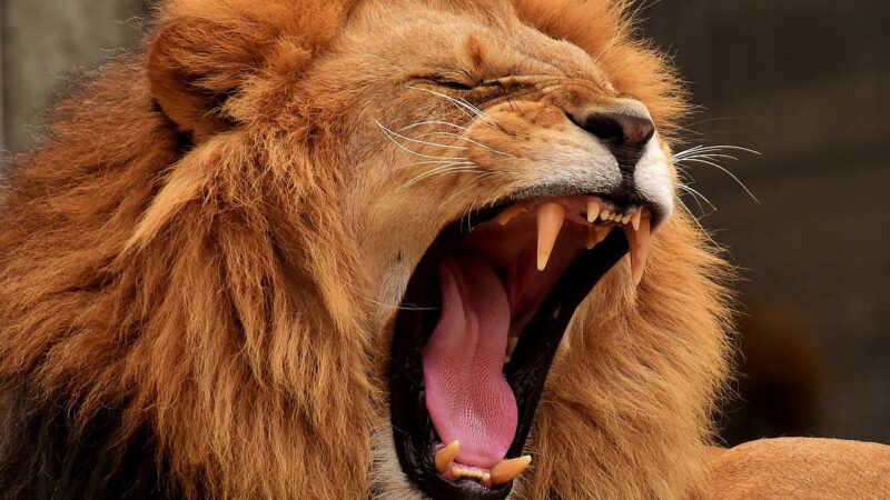 Leão mata animais protegendo-os da extinção