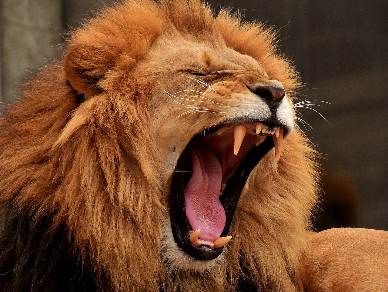 Leão mata animais protegendo-os da extinção