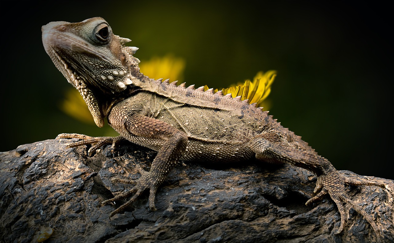 Você acredita que o Lagarto mudou para preto?