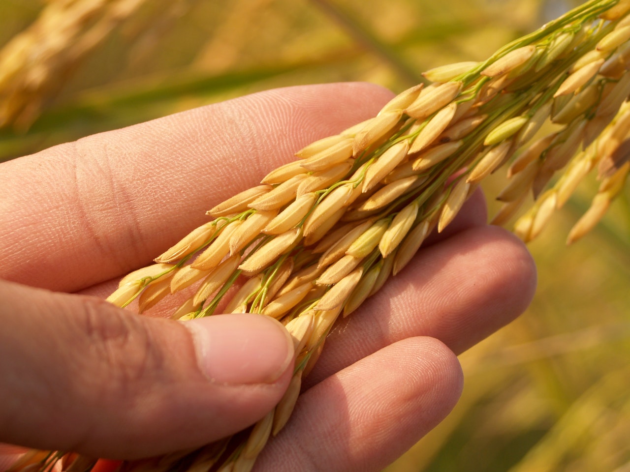 Levar alimentos na cesta ficou mais fácil