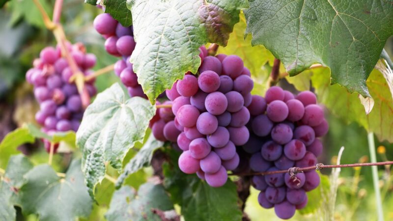 Melhores frutas para as estações frias