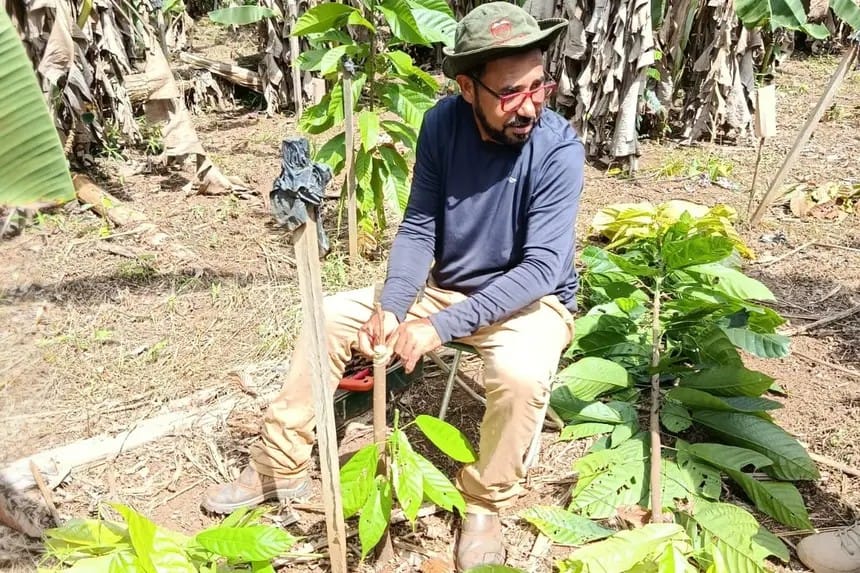 Orientação técnica para fortalecer cadeia produtiva do cacau em Almeirim