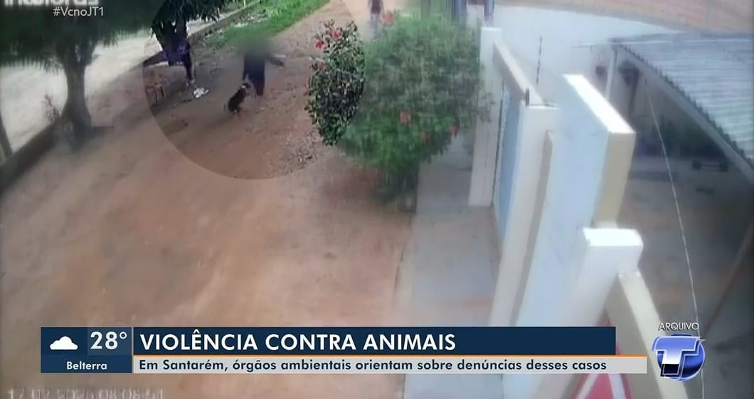 Violência contra animais em Santarém: denúncias e fiscalização