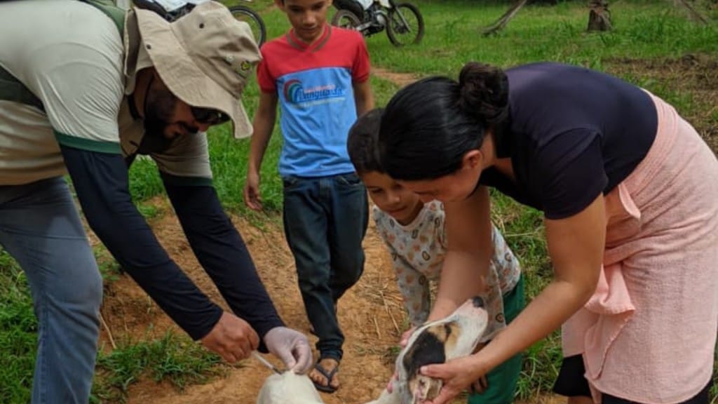 Importância da vacinação antirrábica para a saúde pública