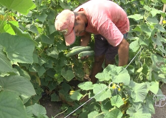 Programa de assistência técnica e extensão rural em Santarém e Mojuí dos Campos