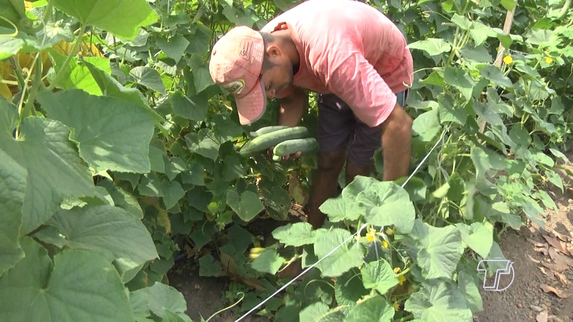 Programa de assistência técnica e extensão rural em Santarém e Mojuí dos Campos