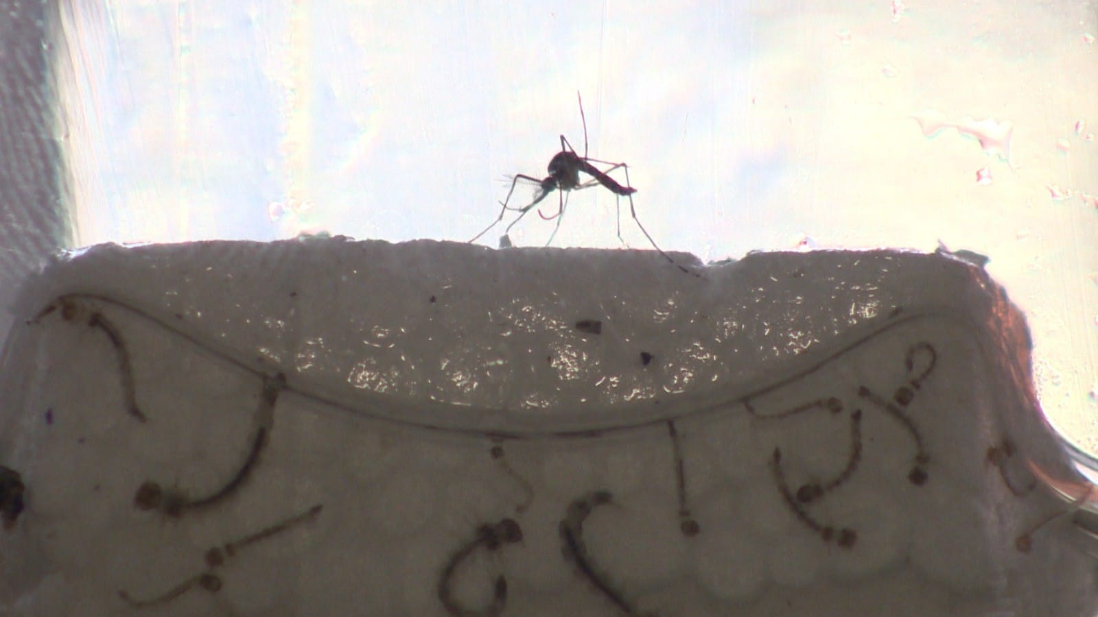 Situação da dengue em Santarém: mortes Confirmadas e Medidas de Prevenção