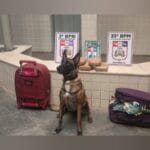 Apreensão de drogas em embarcação em Santarém