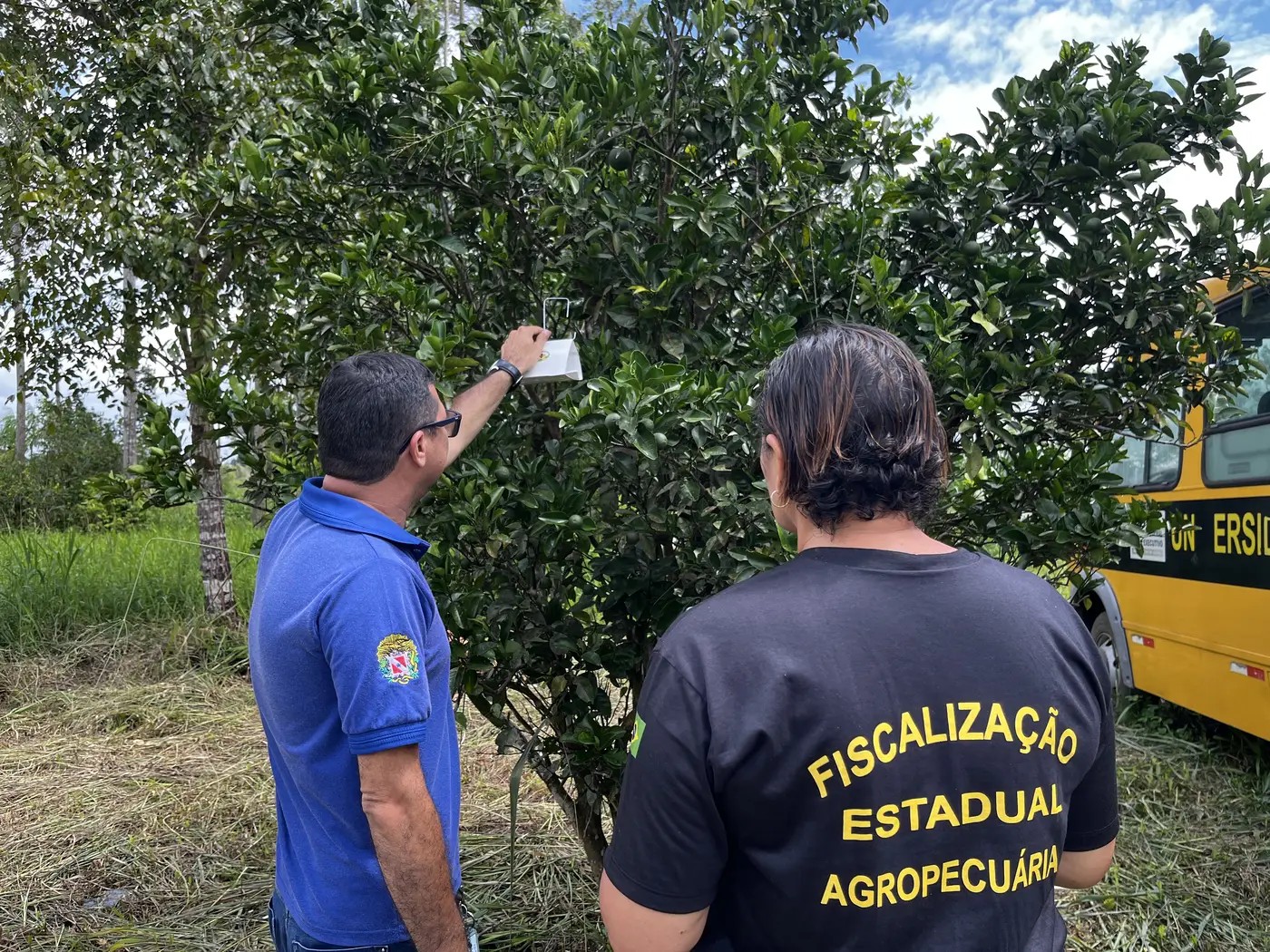 Oriximiná e Terra Santa: Avanço na Fruticultura com Reconhecimento Livre da Mosca-da-Carambola