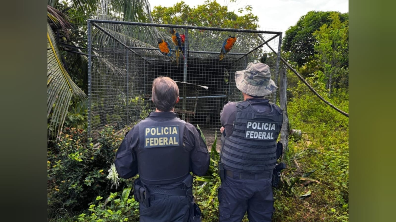 Operação Extinção Zero: Prisão de Suspeito de Tráfico de Animais em Santarém